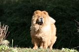 CHOW CHOW 633